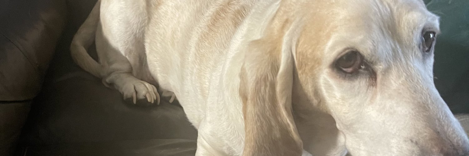 niccireeats's profile banner image