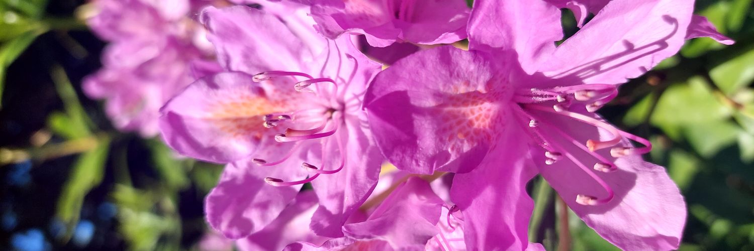 _laurenjones1's profile banner image