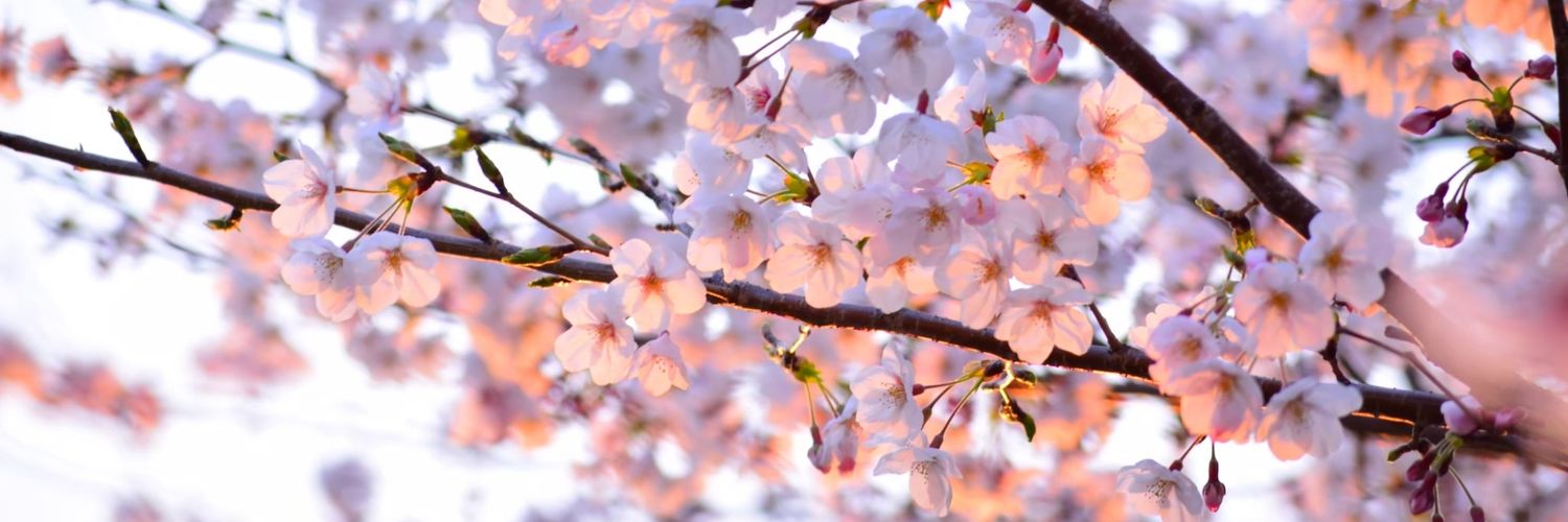 雪春ですよ🌸 banner