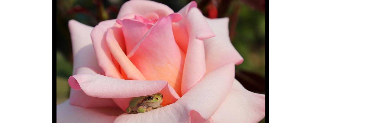 Rosarian4's profile banner image