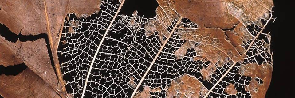 Augusto Zanella banner