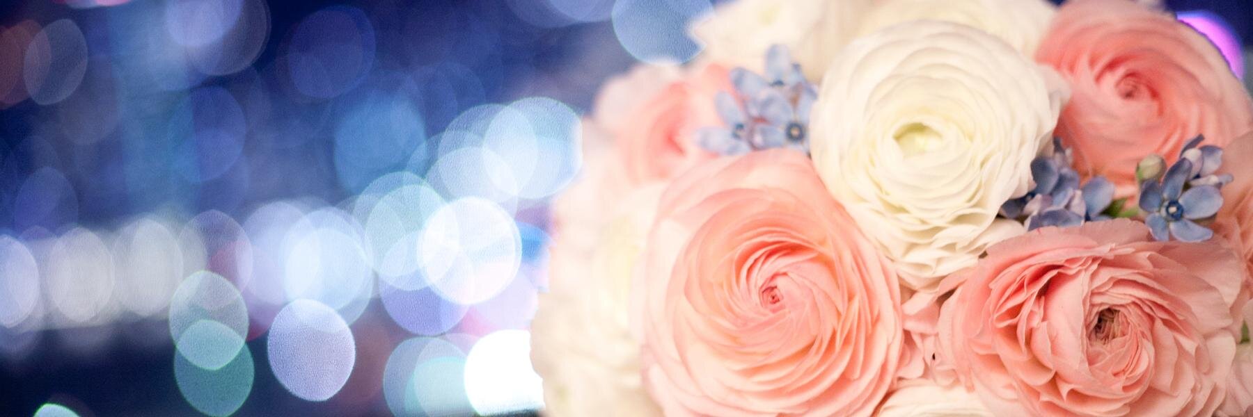 dolphin_33's profile banner image