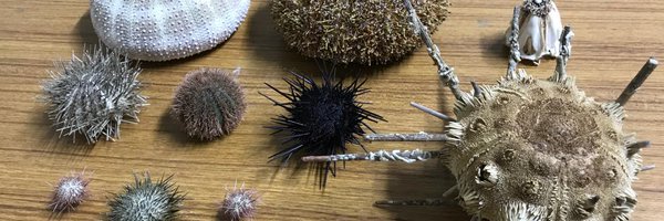 urchin_lab Profile Banner