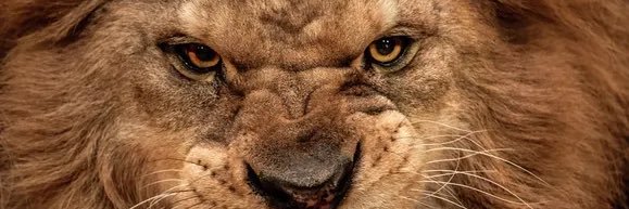 claudio coutinho banner