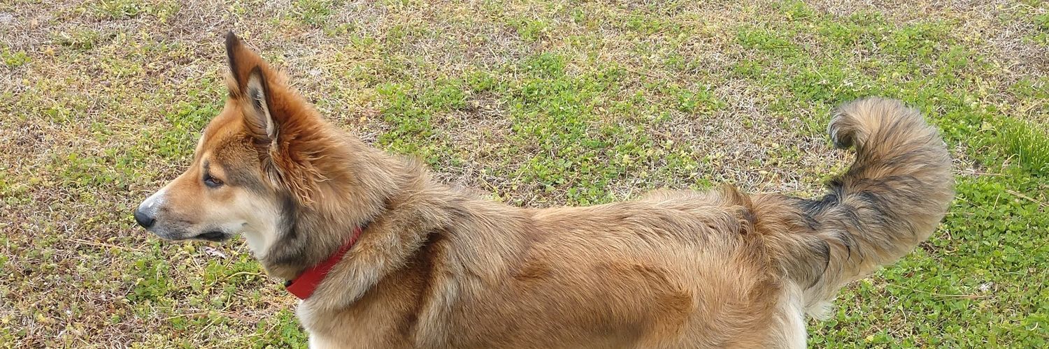 DukeBriney's profile banner image