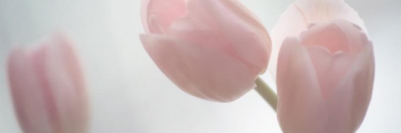 alinayurhenko's profile banner image