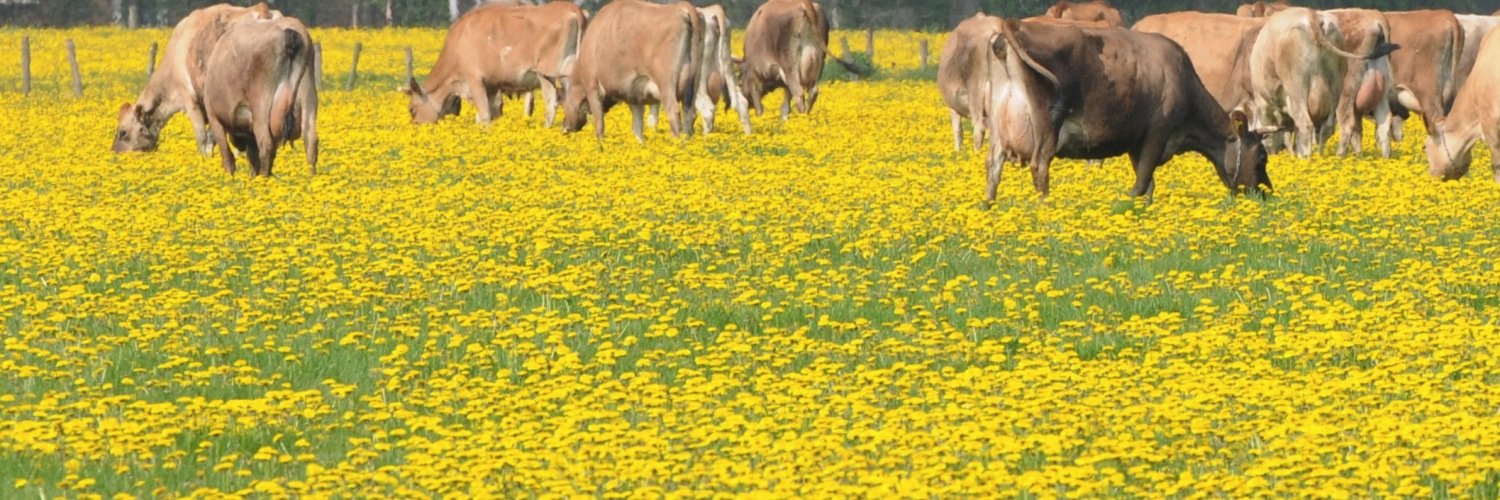 GehoorndeDames's profile banner image