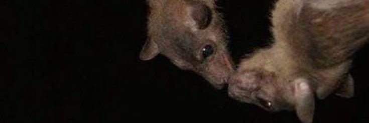 𝖙𝖍𝖎𝖘𝖒𝖆 banner