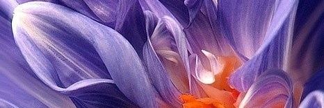 ᒚ૯Ոɿυς Ո૯Ր૦ςᗩ 🧛‍♀️💤 banner