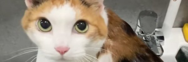 Bubbtrubb Profile Banner