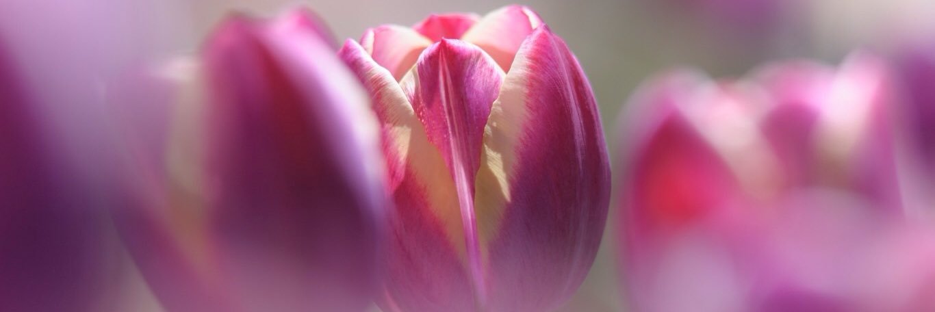 SpringFlowersIn's profile banner image