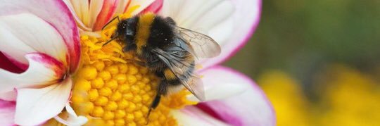 Debby Matthews banner