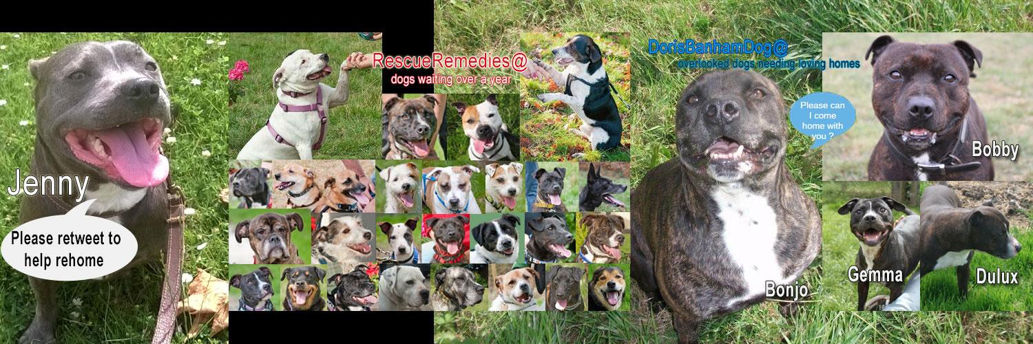 UKRescueDogs's profile banner image