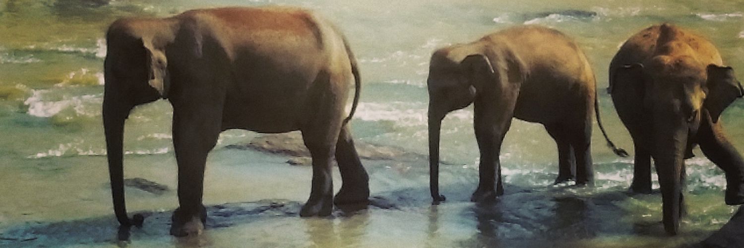 wendylgriff's profile banner image
