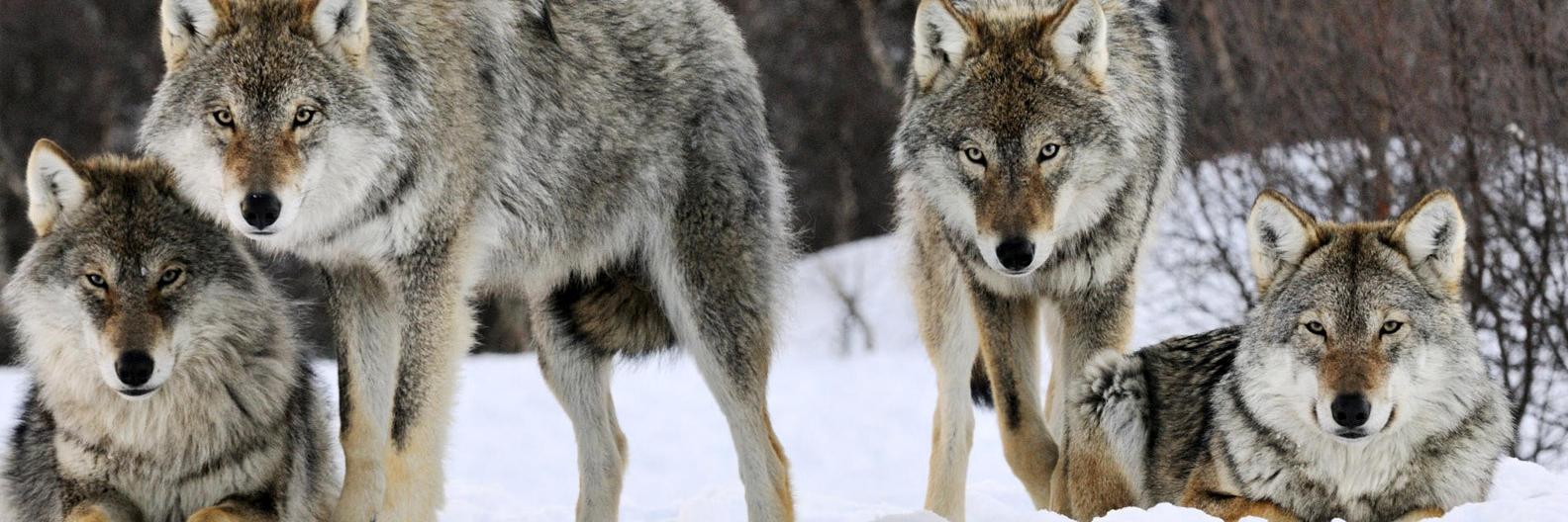 ReaLoneWolfPack's profile banner image