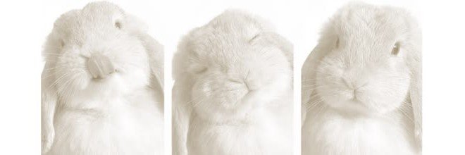 ratvna's profile banner image