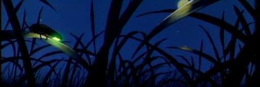 DanyFungi's profile banner image