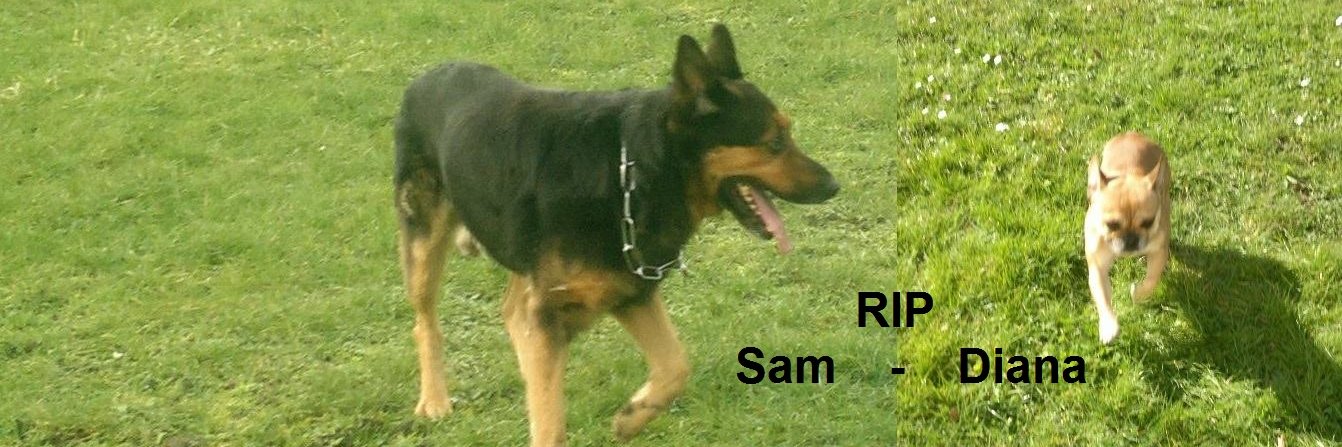 SamDefaye's profile banner image