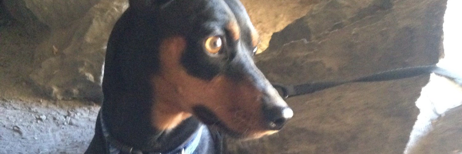 MrDozerDoggy's profile banner image