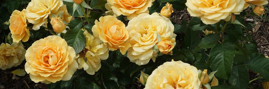 j e e 💛 (c0mms open)'s banner