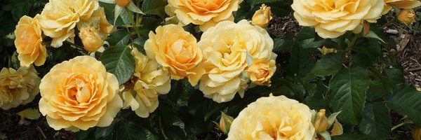 _hejee Profile Banner