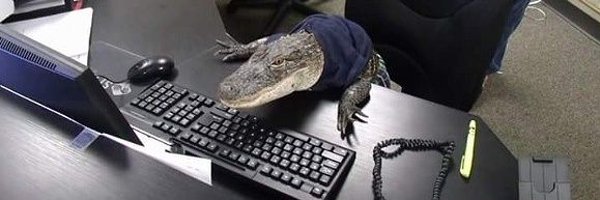 Geo__Dragon Profile Banner