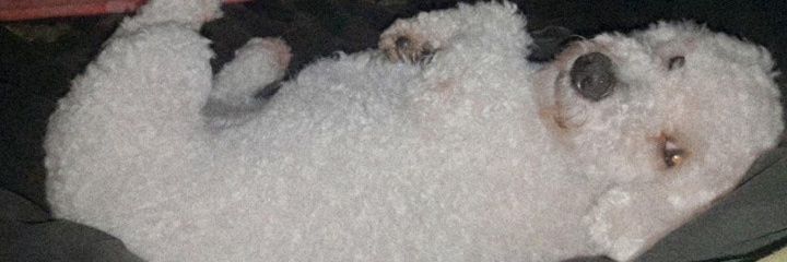 CentralAguus's profile banner image
