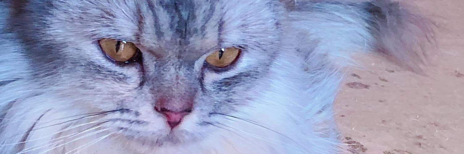 PinkRescue's profile banner image
