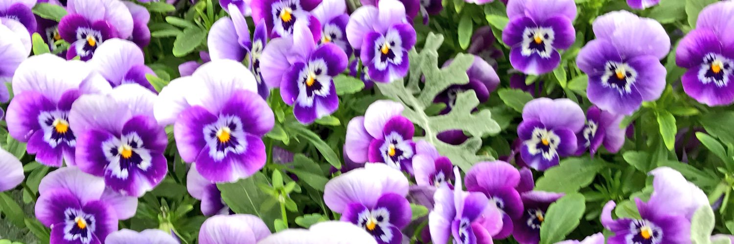 emycking's profile banner image