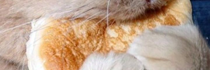 wallensen's profile banner image