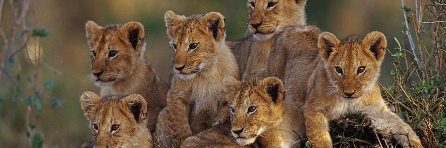 AwakendLion's profile banner image