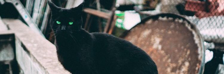Chatdix's profile banner image