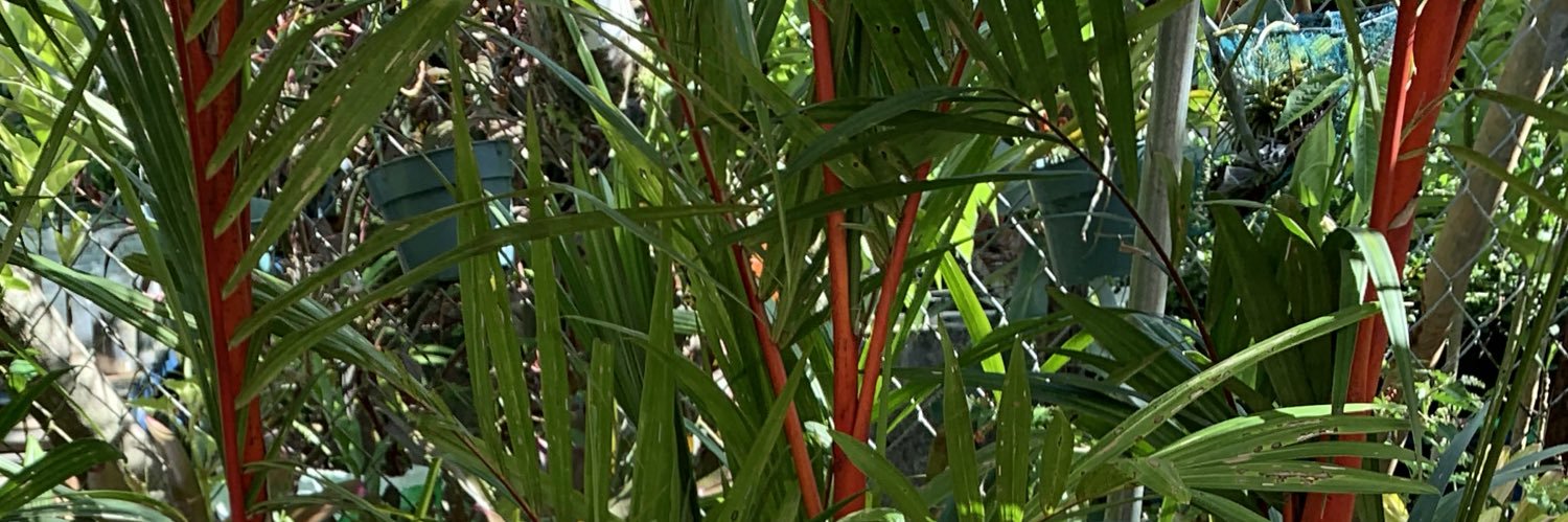 Kyle Dahilig 🌤 banner