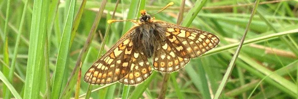 SolwayWetlands's profile banner image