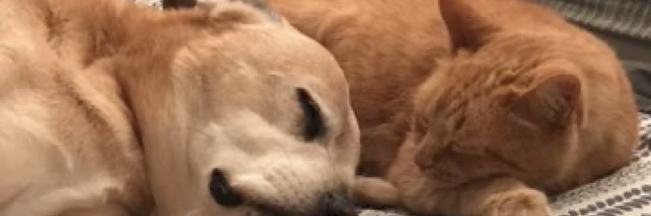 Patrick Skinner banner