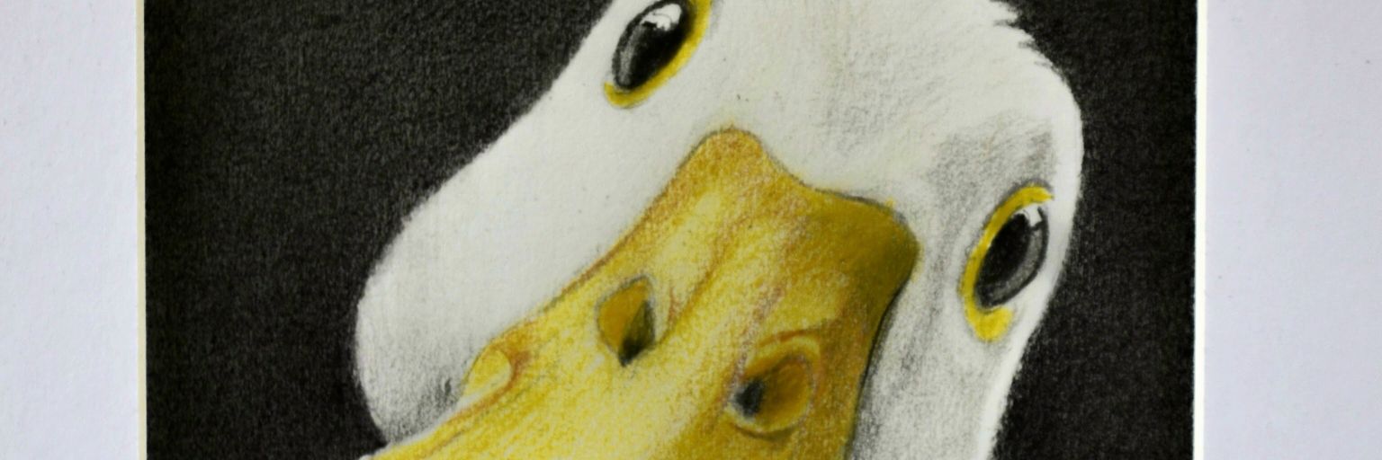 ktboldy's profile banner image