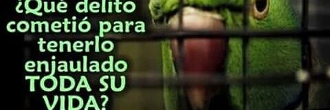 PROTECCION ANIMAL - ARGENTINA banner