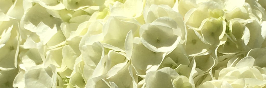 sennomiya's profile banner image