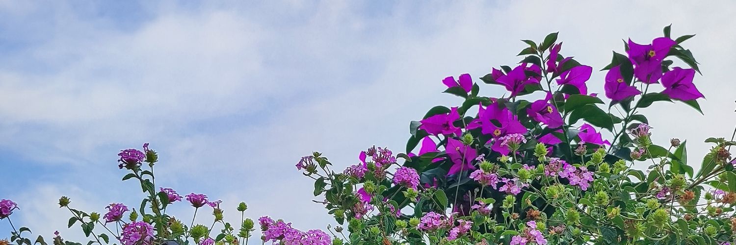 Neu🏳️‍🌈 banner