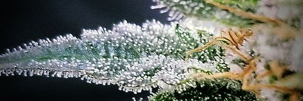 BackyardBuddha Profile Banner