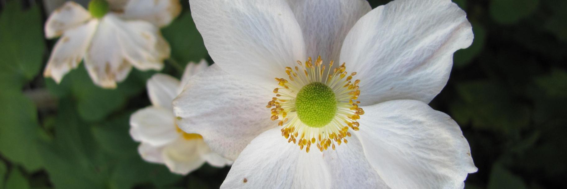 OpenTraitsLatino banner