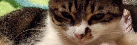 otannko's profile banner image