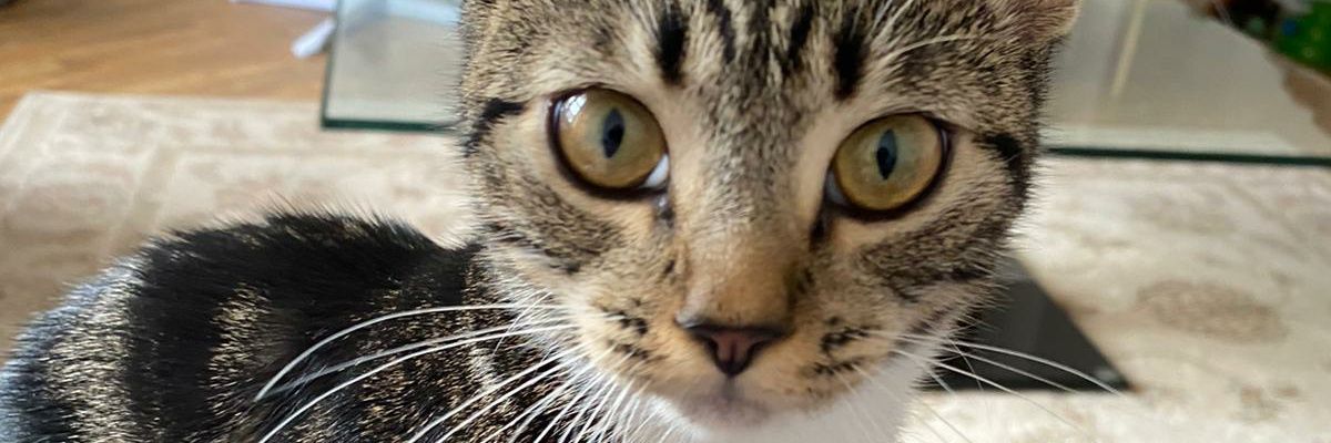shania65's profile banner image
