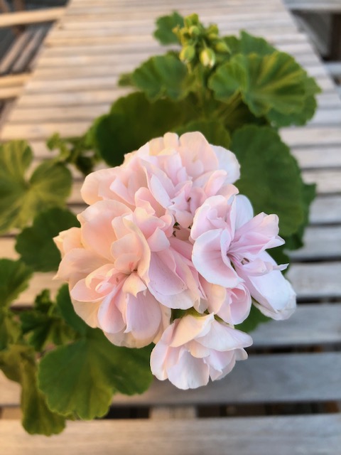 Mari Ahonen-Walker banner