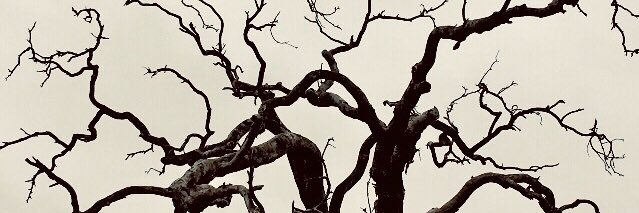 murray_rohan's profile banner image