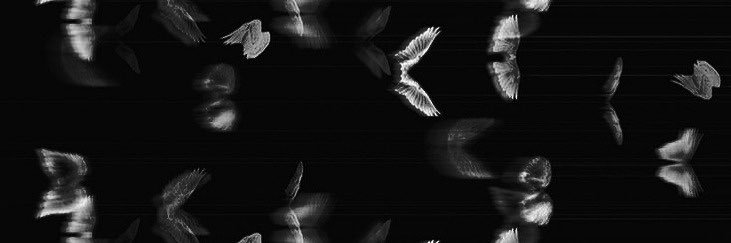 Yeo. banner