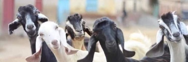 ZERO🇸🇩 banner
