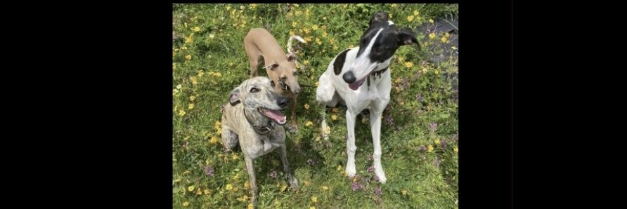 Claudia Gold 🇮🇱🇺🇦 banner