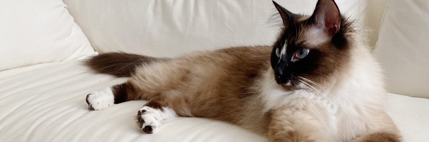 Theothecat5's profile banner image