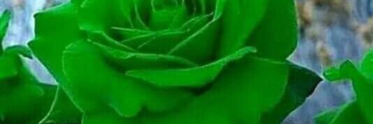 FernandezRayla's profile banner image